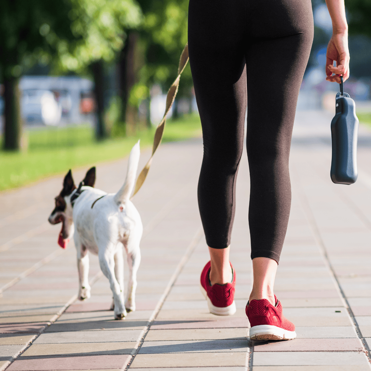 Dog walking outdoors with pet on a leash during a walk in the park.