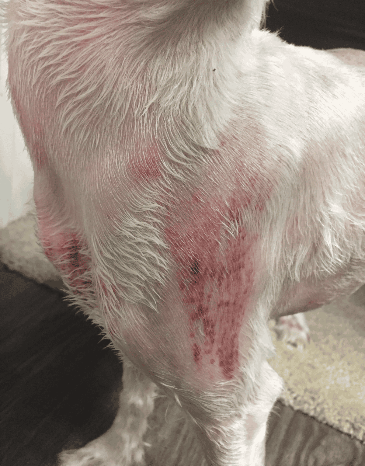 Dog skin rash with redness and irritation on neck.