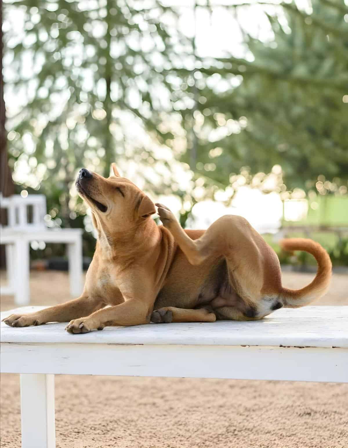 Adorable brown puppy stretching and scratching outside on a sunny day.