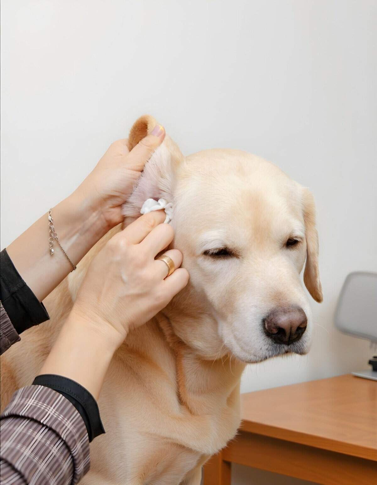 Dog receiving ear cleaning by owner.
