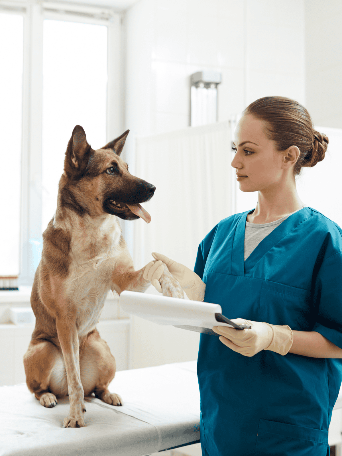 Dog vet examination at clinic, professional pet healthcare, veterinary consultation for dogs, pet wellness service.