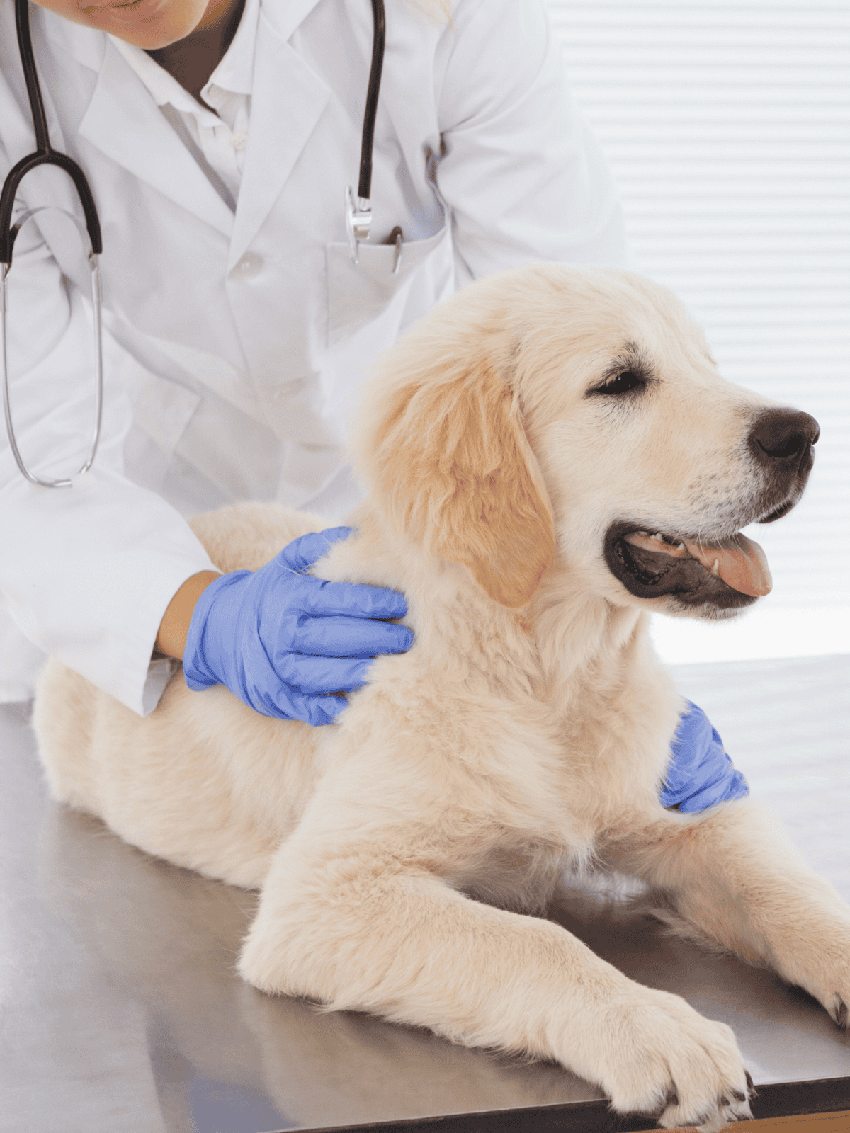Vet examines adorable puppy lying on table with veterinarian in background.