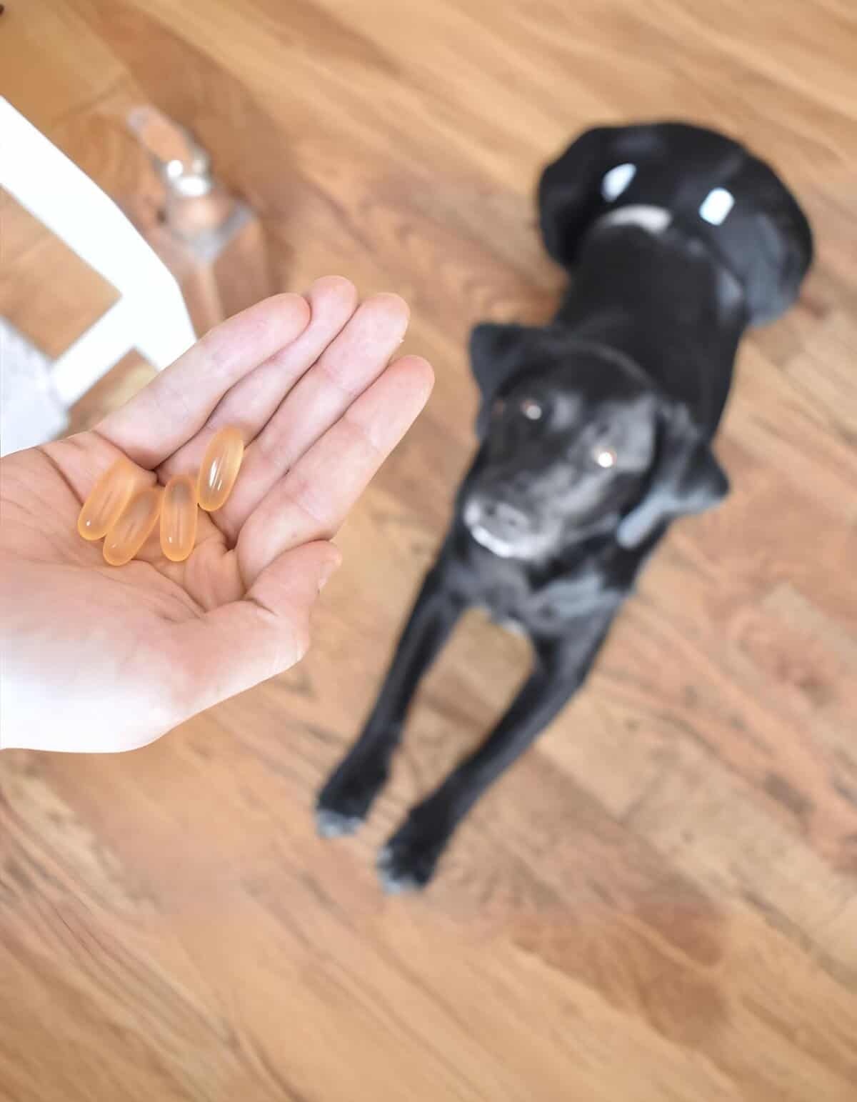Alt text: Hand holding soft gel vitamins with a black dog sitting on a wooden floor looking up.