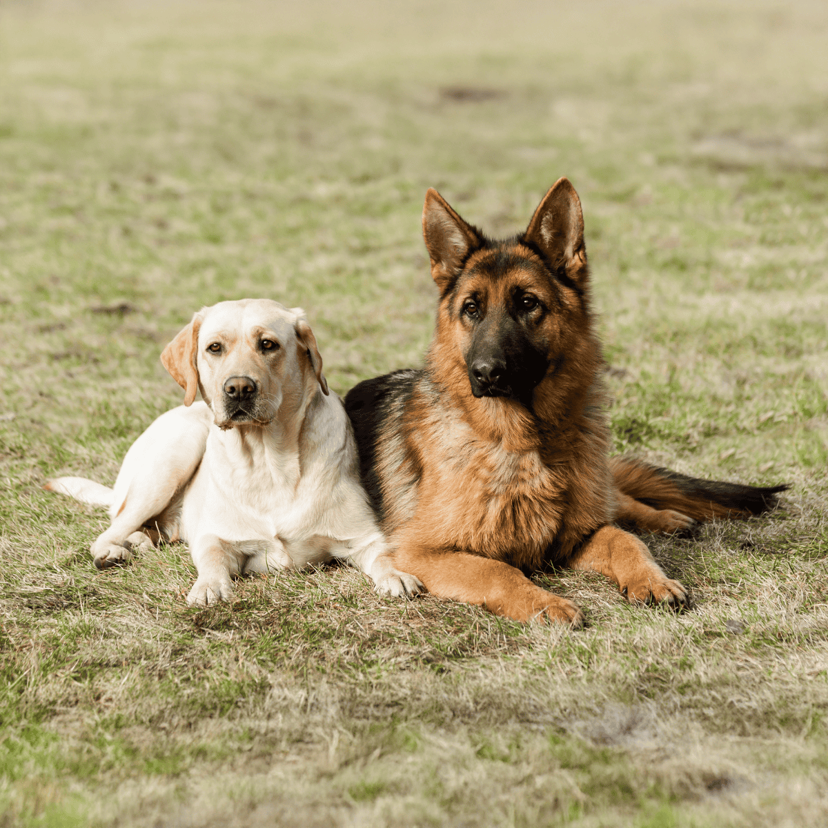 ALT: Friendly Labrador and German Shepherd dogs resting on grassy field.
