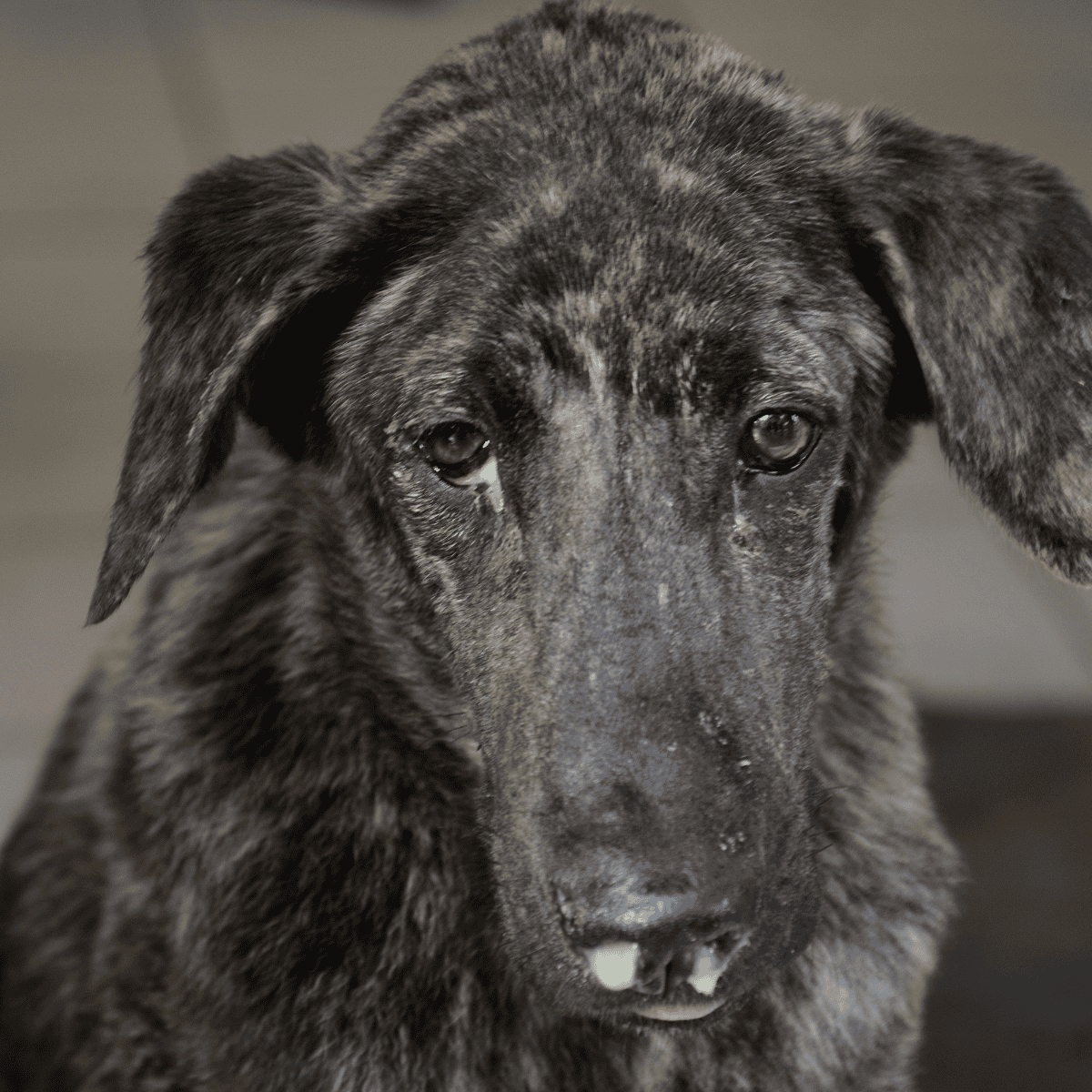 A heartfelt image of a distressed brindle-coated dog with teary eyes, highlighting the importance of rescue and care for abandoned dogs.