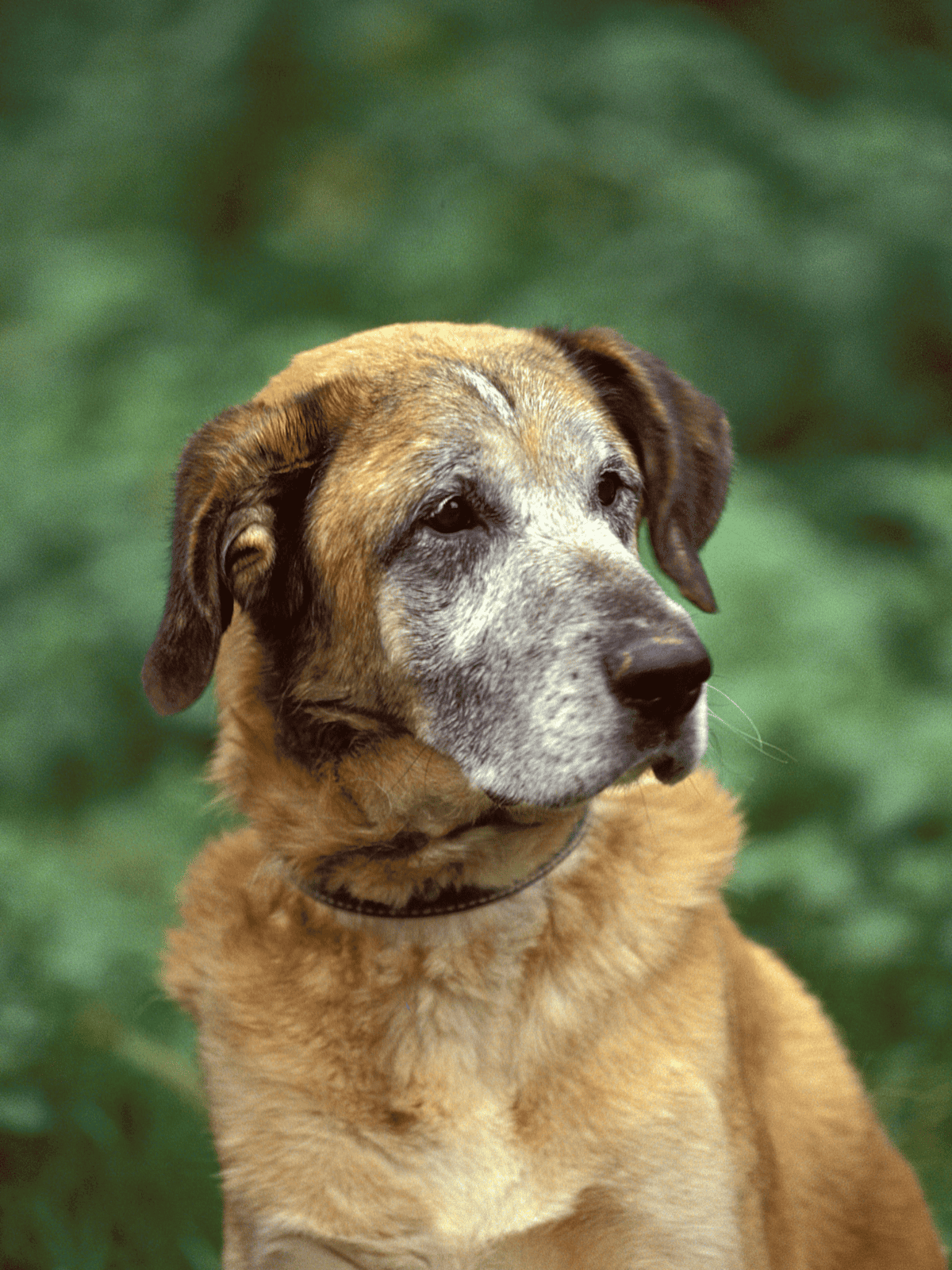 Gentle mixed breed dog outdoors, rescue and adoption focus, senior dog portrait.