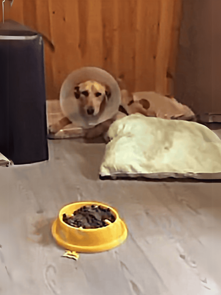 Dog with cone recovering from injury, lying on a soft bed at home with food bowl nearby.
