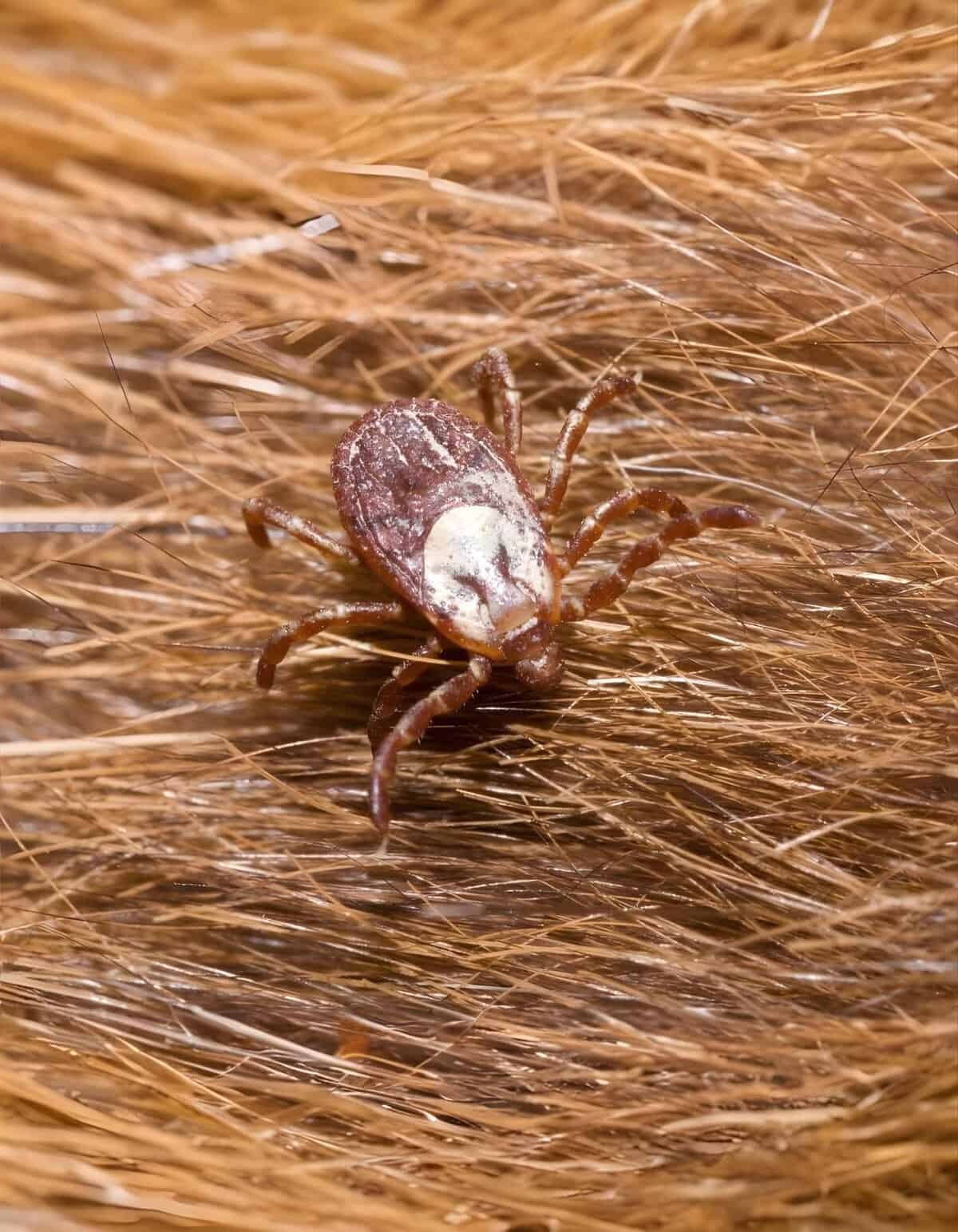 Close-up of a tick attached to animal fur, highlighting parasite risk.