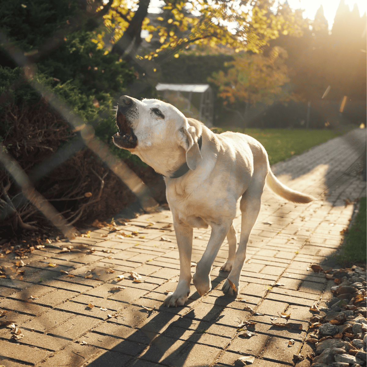 Dog enjoying walk in a sunny outdoor park with trees, sunlight, and a brick path.