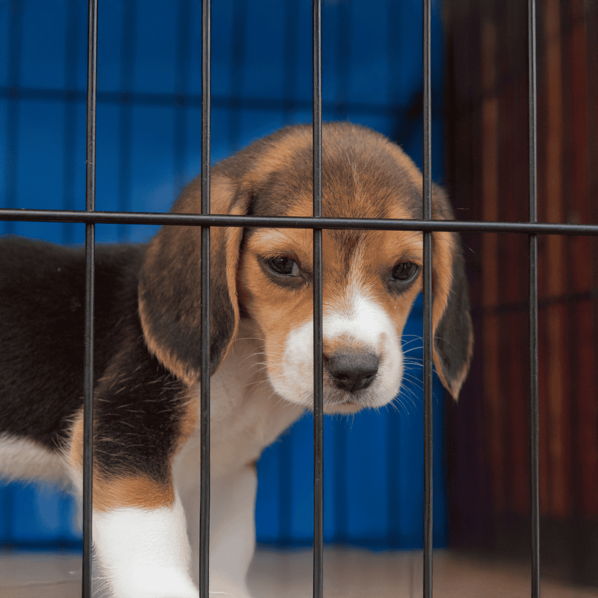 Adorable young beagle puppy in a shelter, looking through the cage bars.