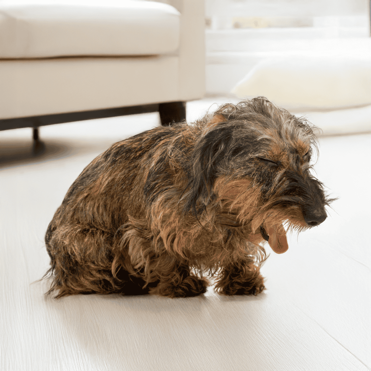 Adorable long-haired Dachshund yawning indoors on white flooring.