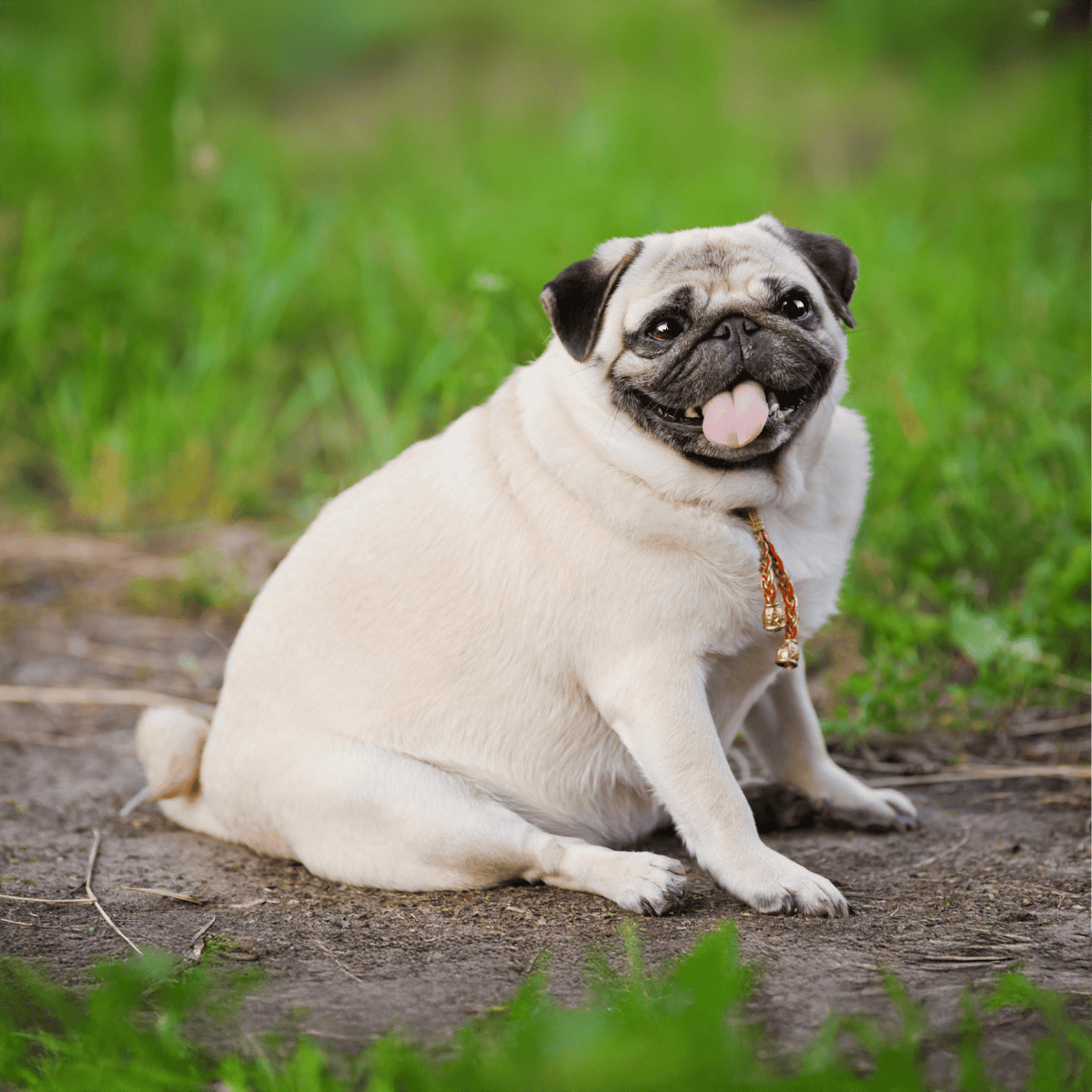 Adorable pug sitting on dirt, smiling with tongue out in green park setting.