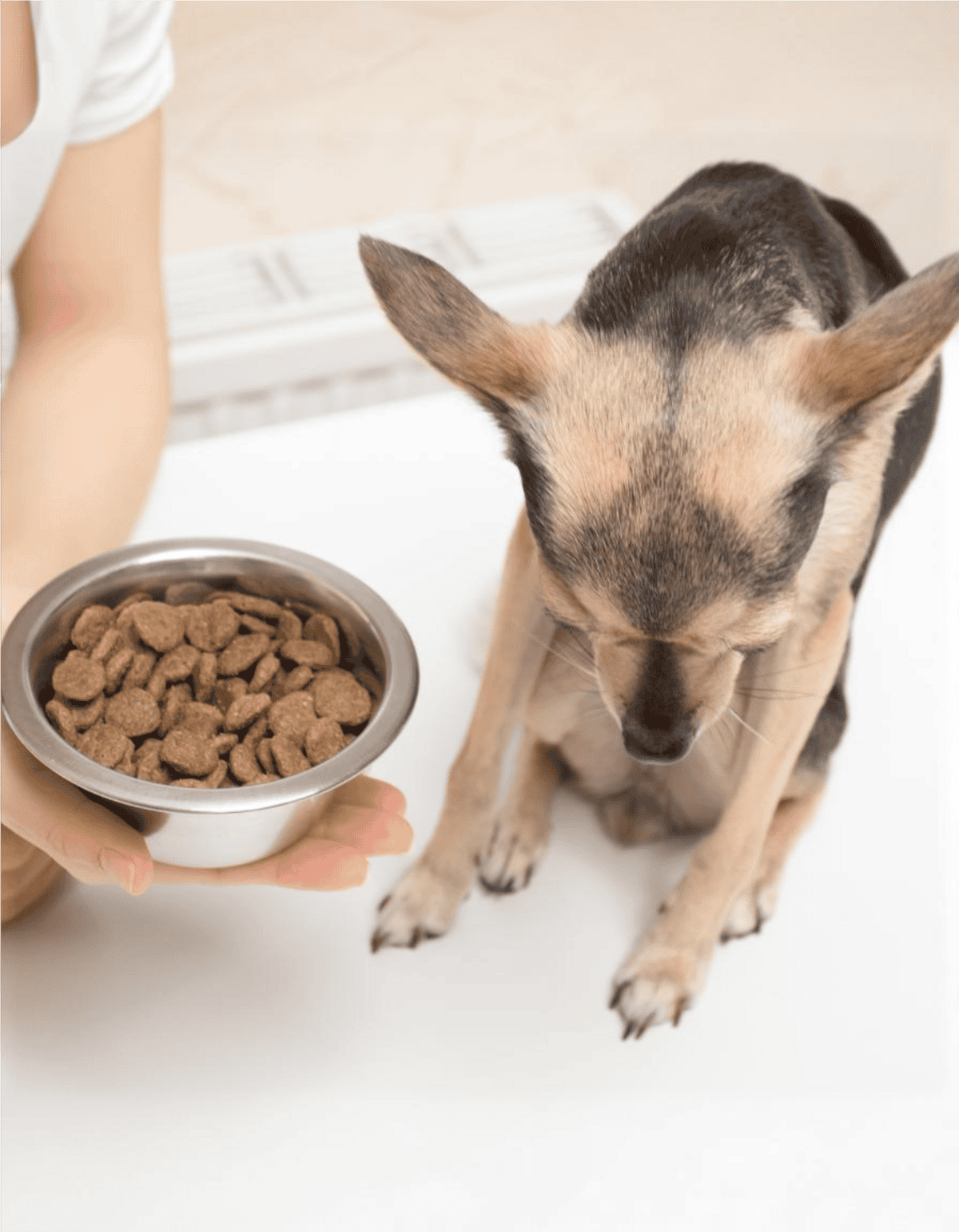 Close-up of a Chihuahua dog receiving nutritious dog food from a caregiver, emphasizing healthy dog feeding habits.