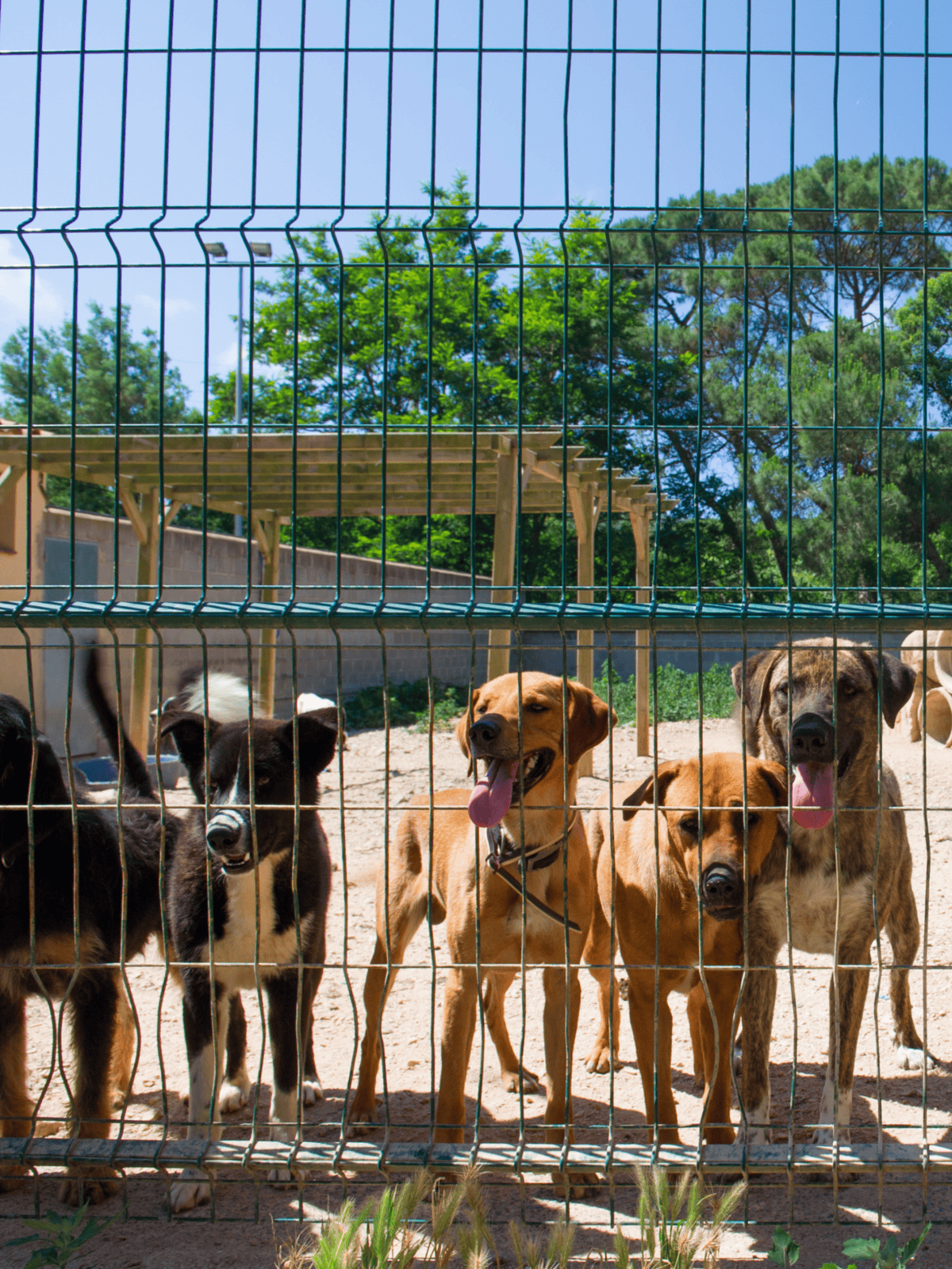 Dog-friendly outdoor play area with happy dogs behind a fenced enclosure.