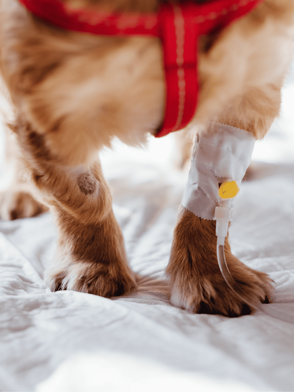 Dog with IV infusion for health support, veterinary care, and pet wellness.