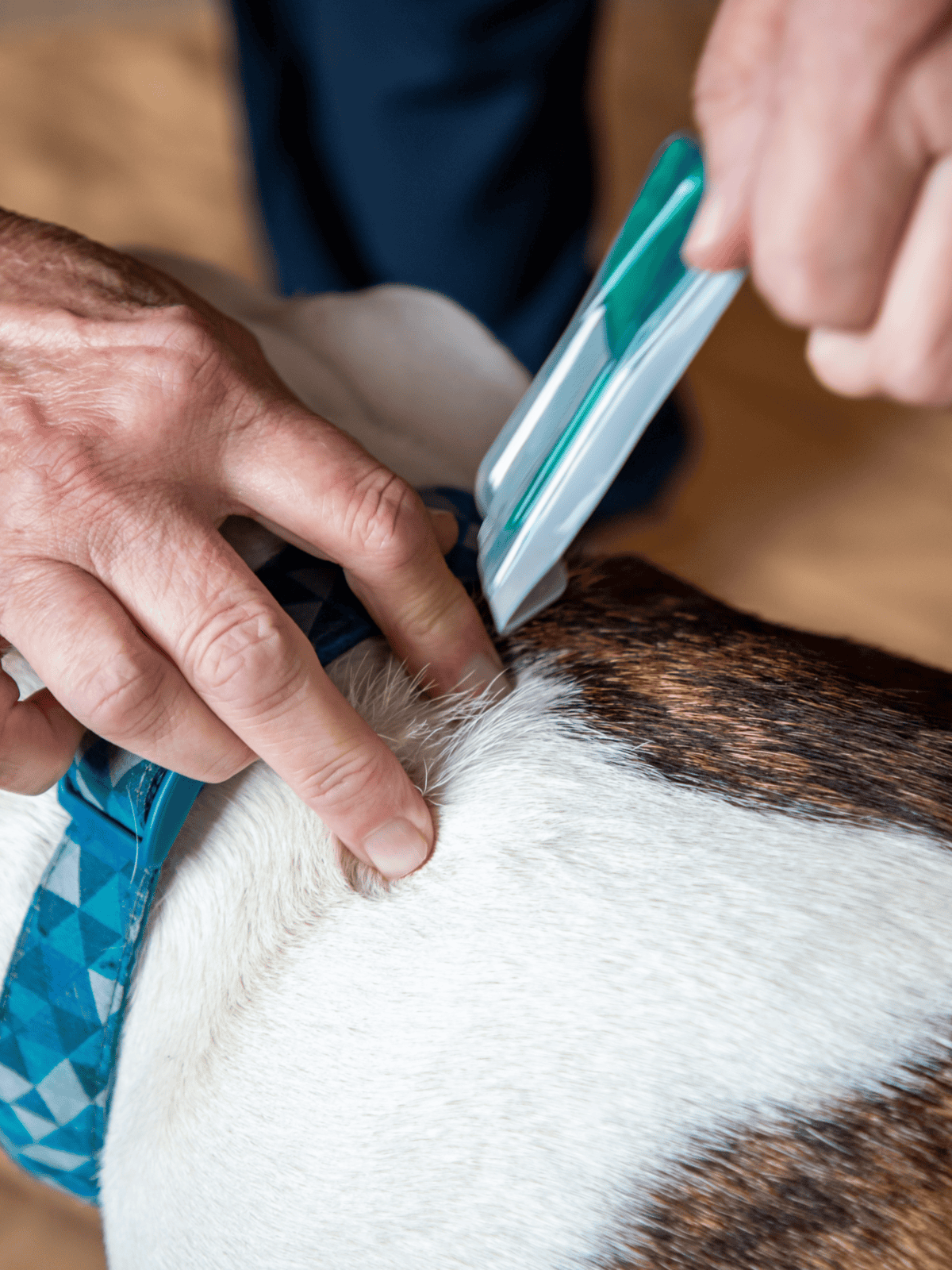 Close-up of vet examining a dog’s skin with a specialized tool.