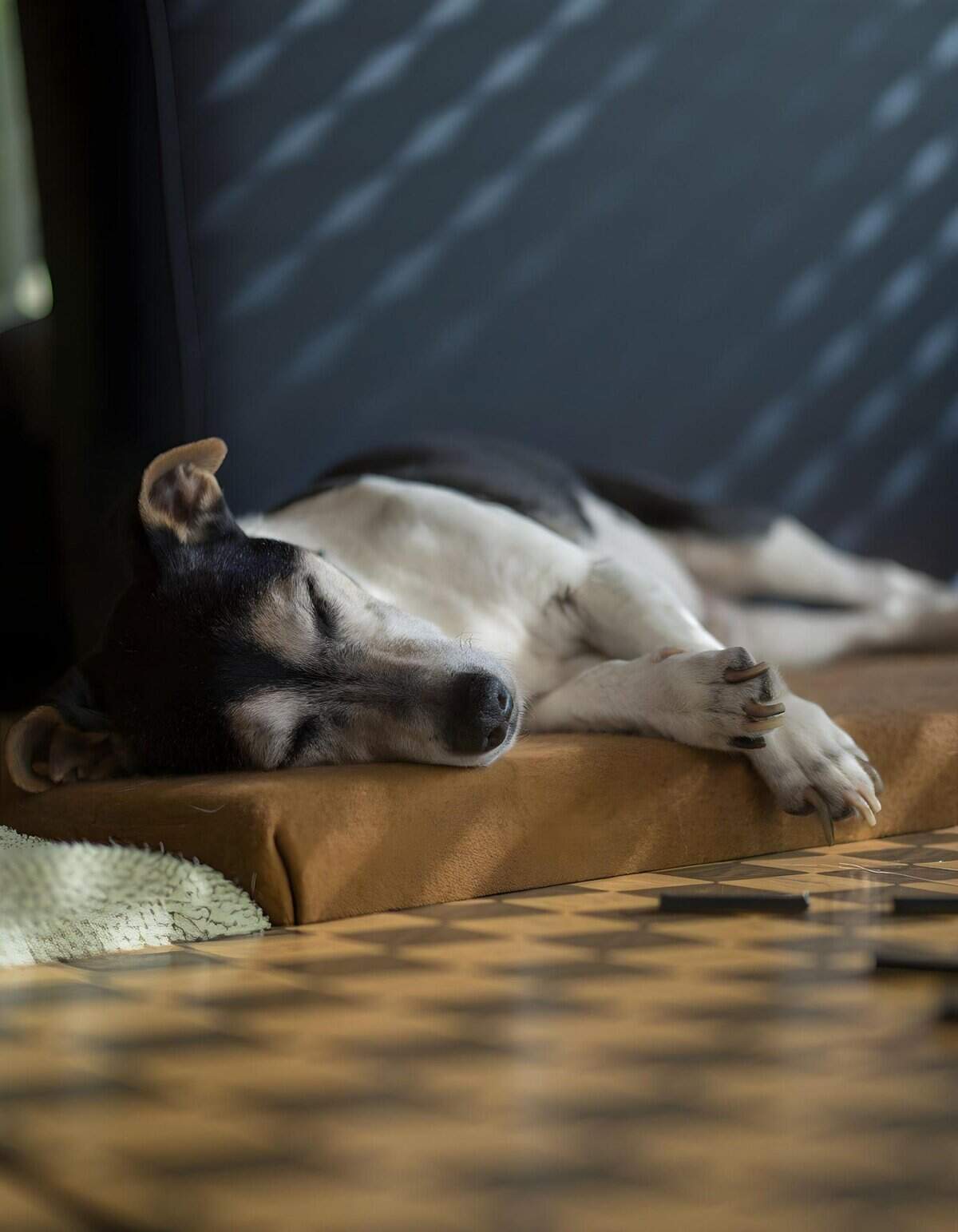 Dog sleeping peacefully on a plush bed in a calm home environment.