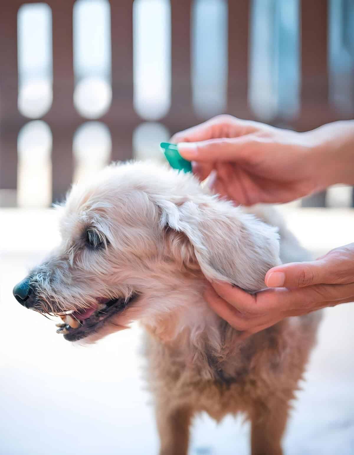 Dog being groomed with brush by owner outdoor.