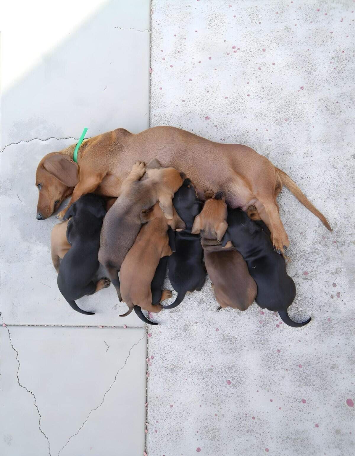 Alluring image of a mother dog with her tiny puppies nursing, showcasing love and care in dogs.