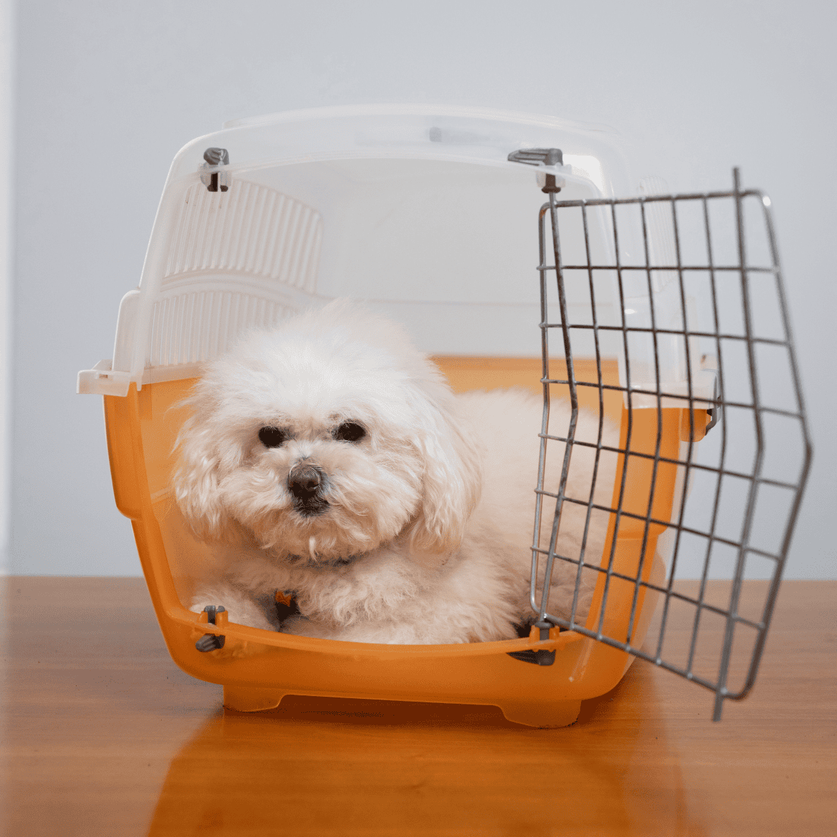 Compact pet carrier crate suitable for travel and transport of small dogs.