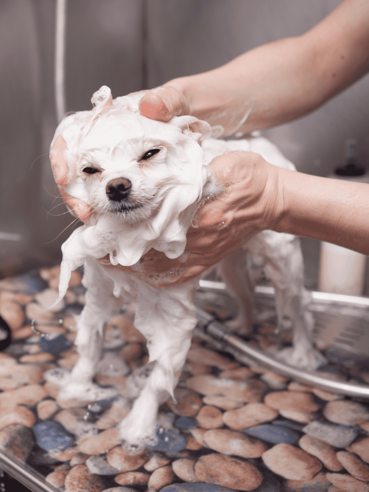 Cute small dog getting a bath, bath time, dog grooming, pet hygiene, professional dog washing service.