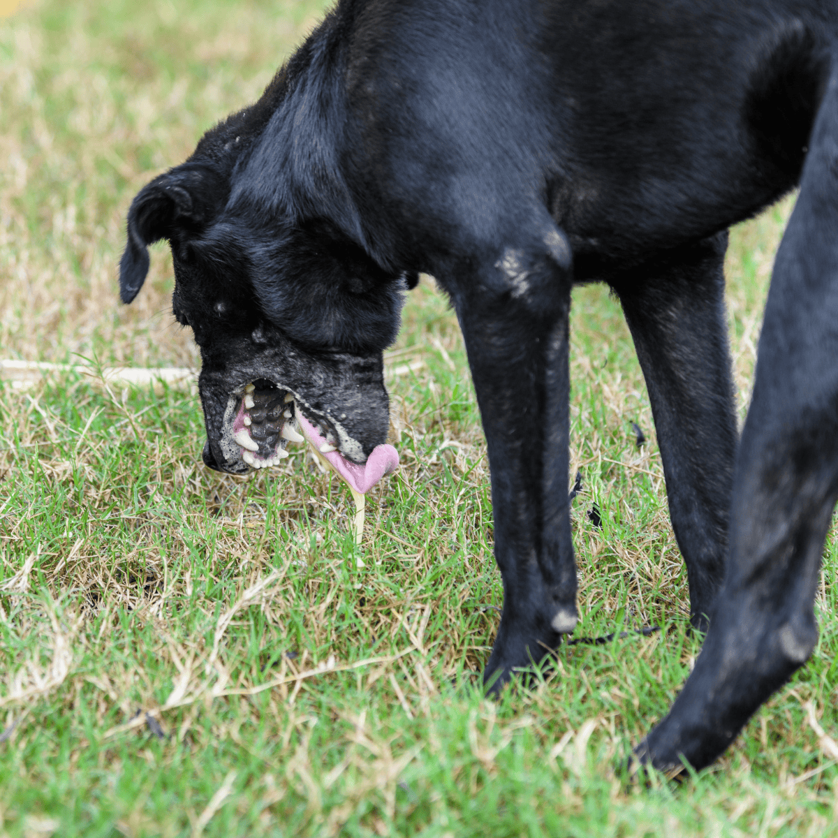 Adorable black dog playing with grass outdoors.
