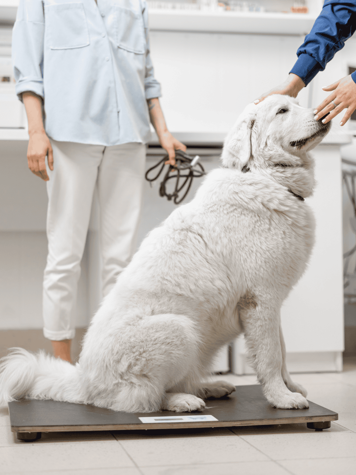 Dog being weighed and examined by vet technician.