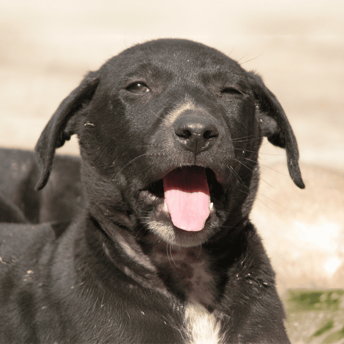 Adorable black puppy with shining coat, playful tongue out, enjoying sunny day outside.