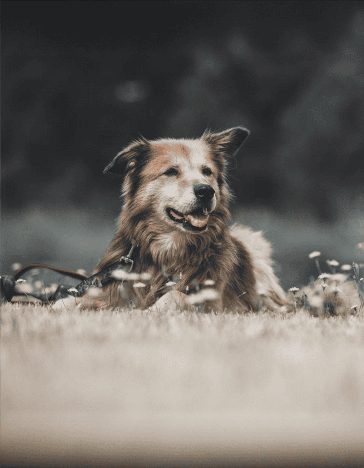 Dog lying on grass, enjoying outdoor adventure, playful and happy pet in natural setting.