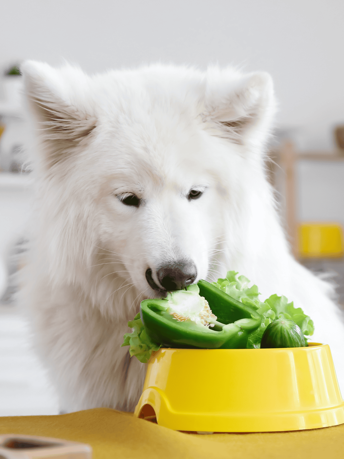 Dog eating fresh vegetables in a yellow feeding bowl for optimal health.