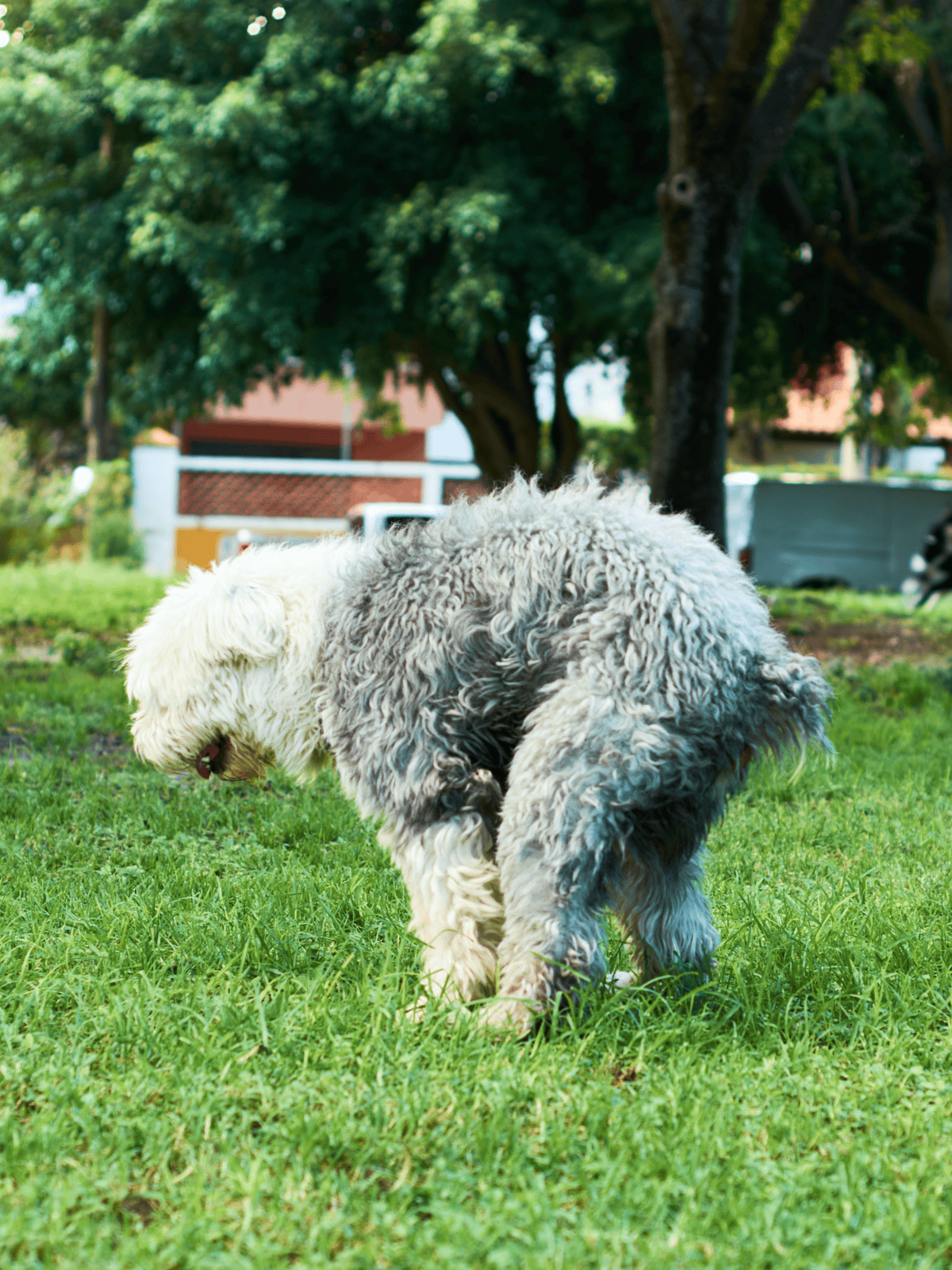 Adorable fluffy dog with curly fur enjoying playtime in a lush green park atmosphere.