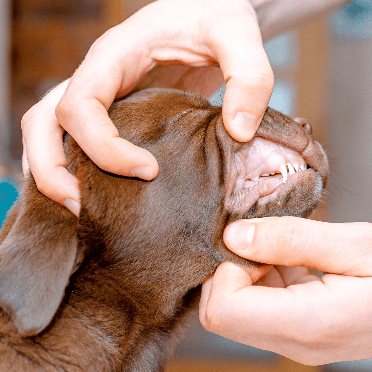 Close-up of a veterinary professional examining a dog's teeth.
