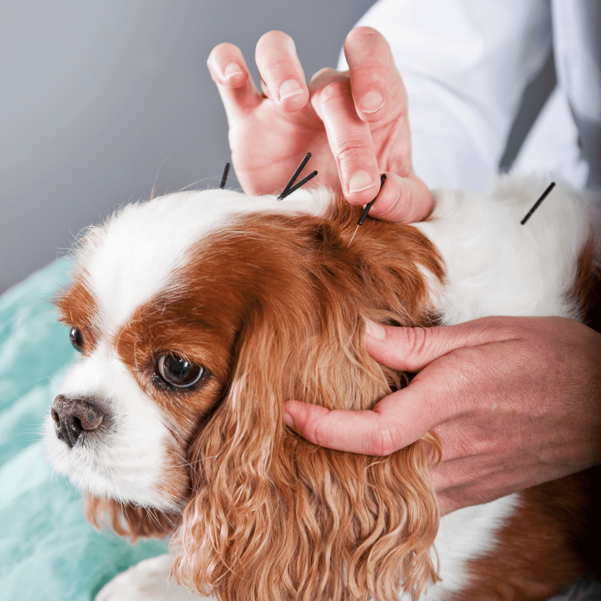 Dog receiving acupuncture treatment at veterinary clinic.