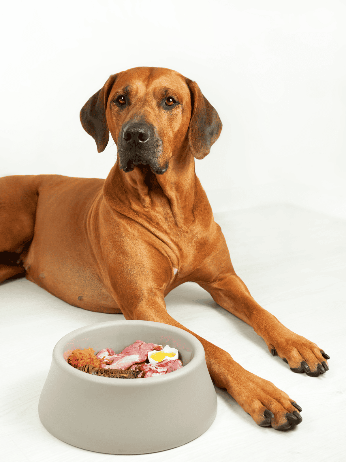High-quality dog food bowl with raw meat, eggs, and treats for pet nutrition.