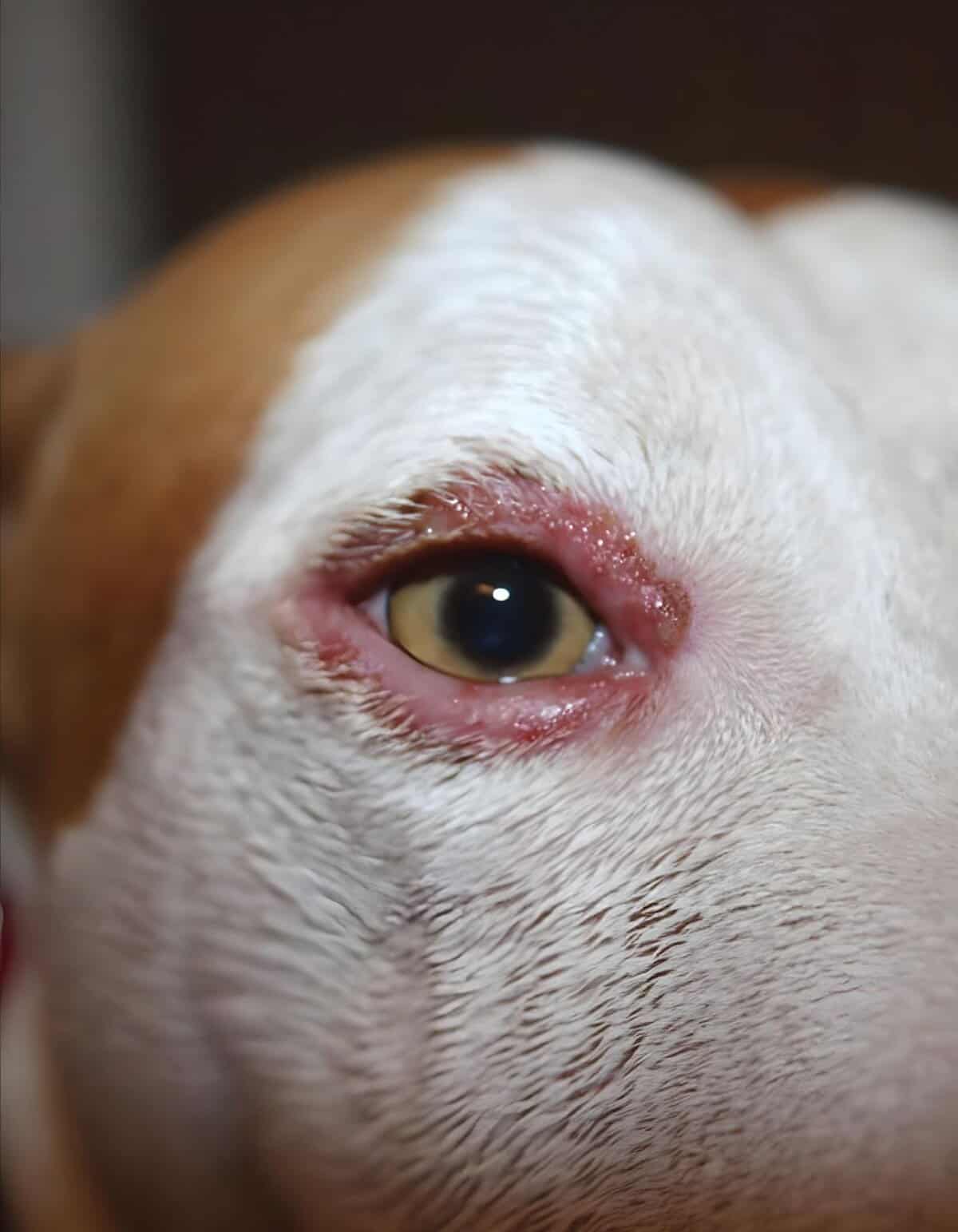Close-up of a dog's eye showing signs of infection.