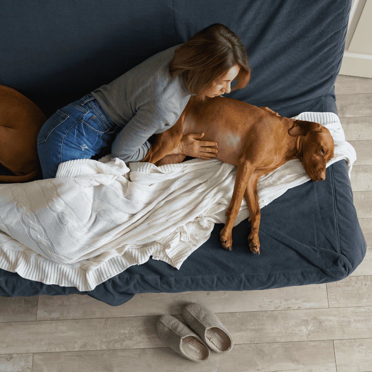 Relaxing dog training therapy, owner bonding, and comfort with obedient pet on couch.