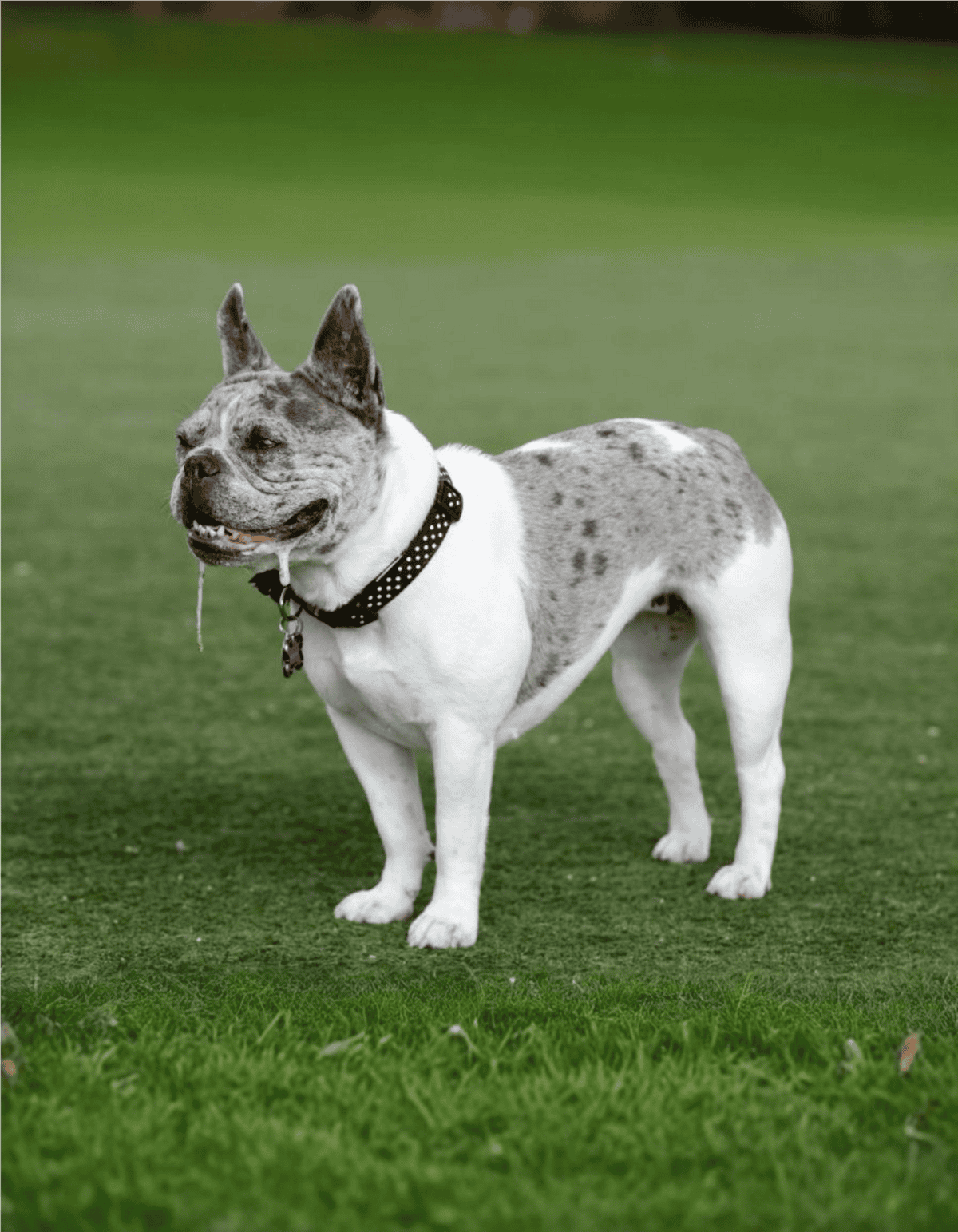 Dogfix.com dog health, training, and care tips.