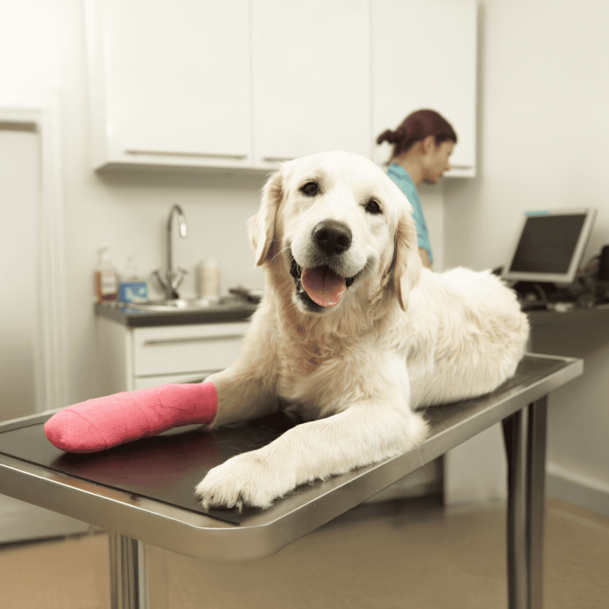 Dog with a bandaged leg lying on an examination table at veterinary clinic.