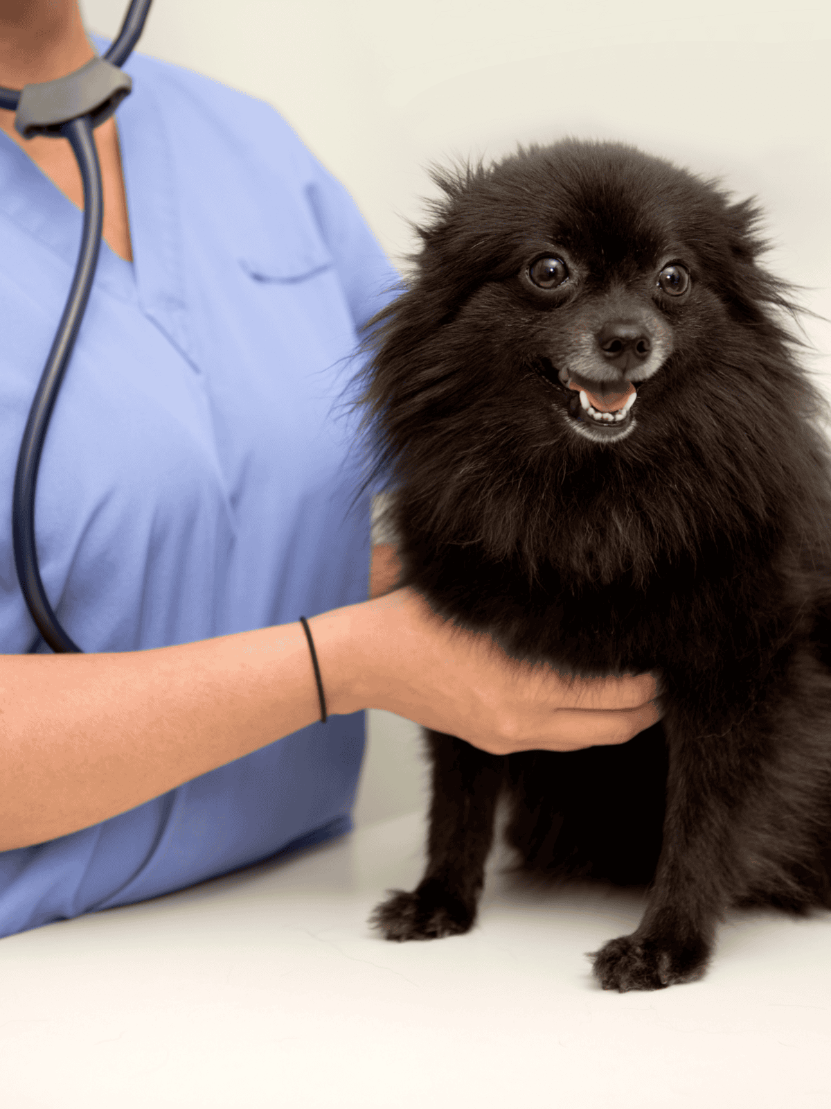 Dog undergoing veterinary checkup and health assessment.