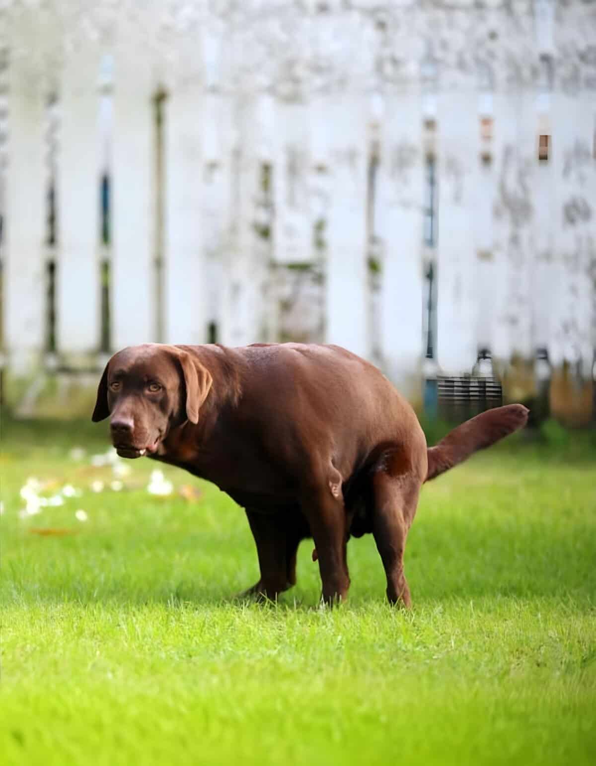 Dog relaxing outdoors on green grass with rustic fence, ideal for pet care and training services.