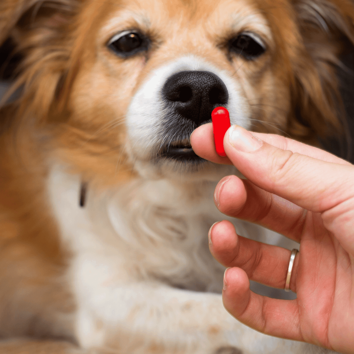 Close-up of a dog receiving a red pill from a person's hand.