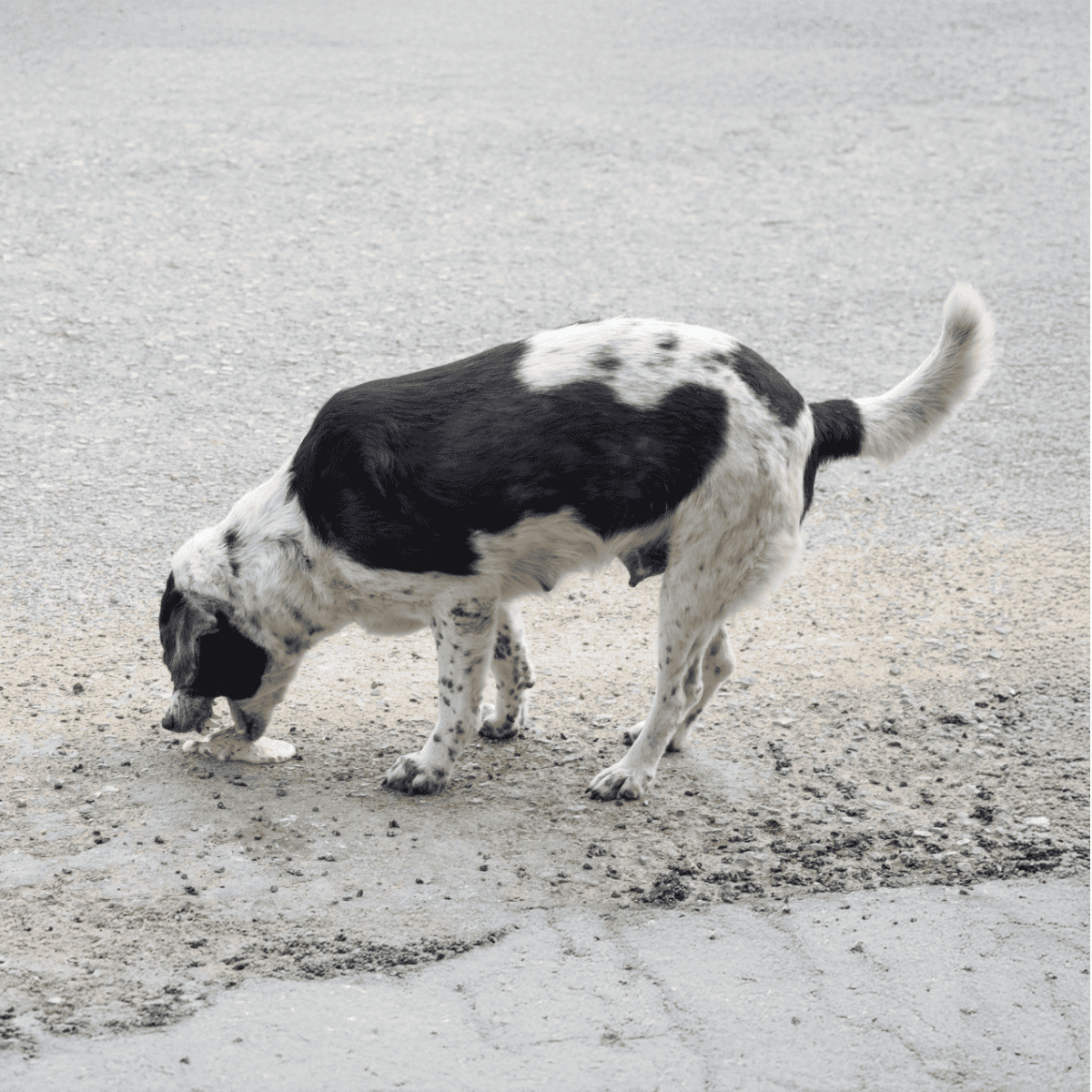 Adorable black and white dog exploring outdoors, looking for interesting scents.