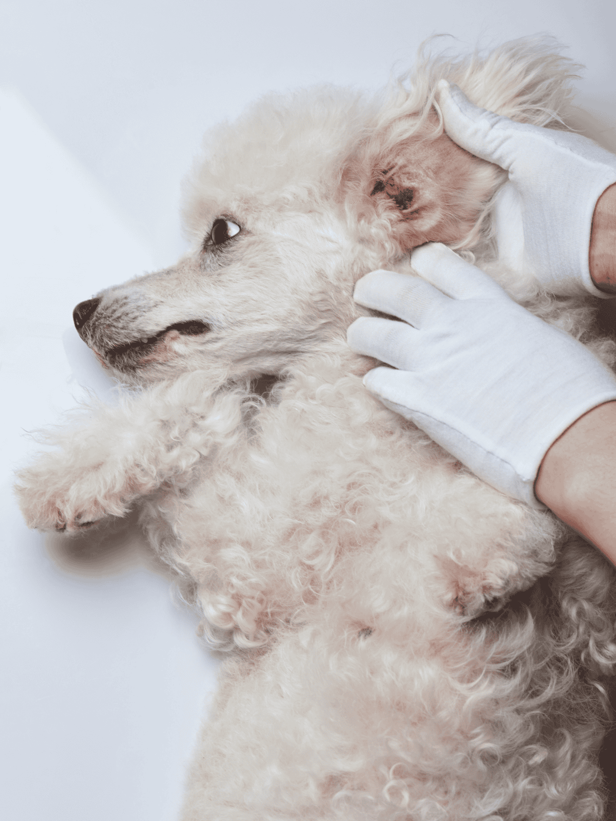 Dog's ear being checked for health issues.