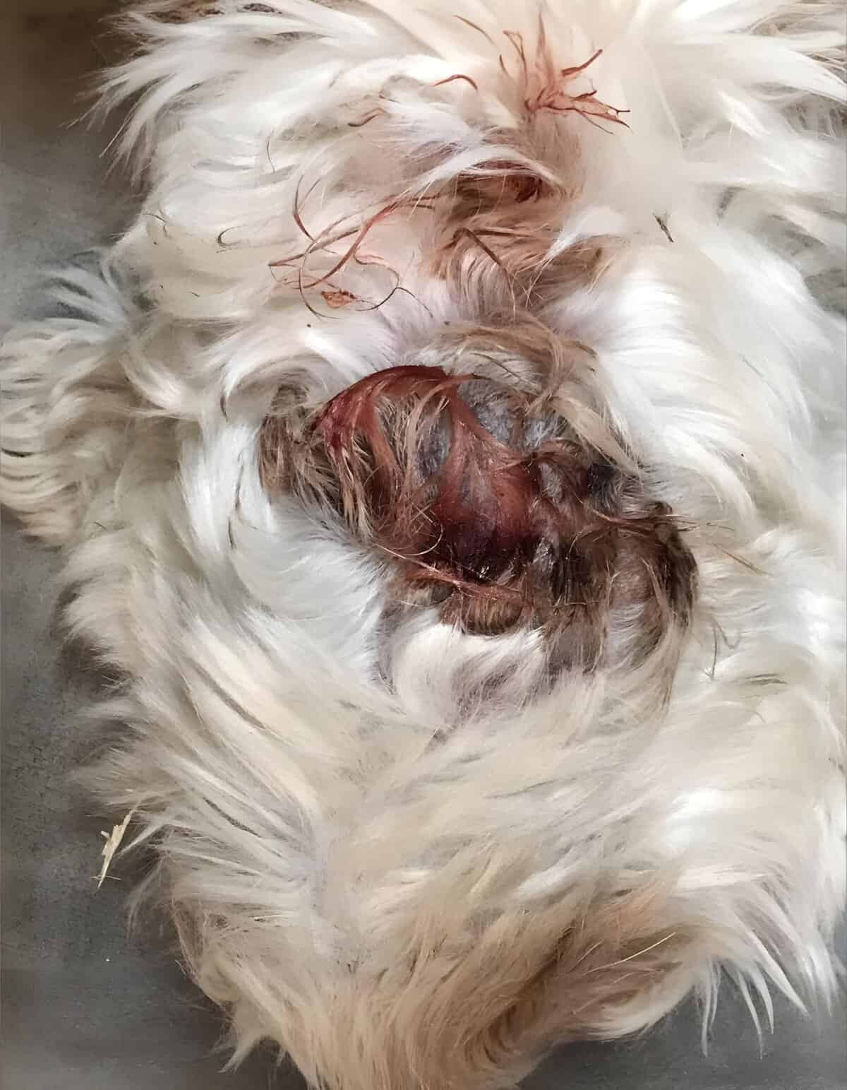 Close-up of a dog’s face with a wound and hair loss from grooming mishap.