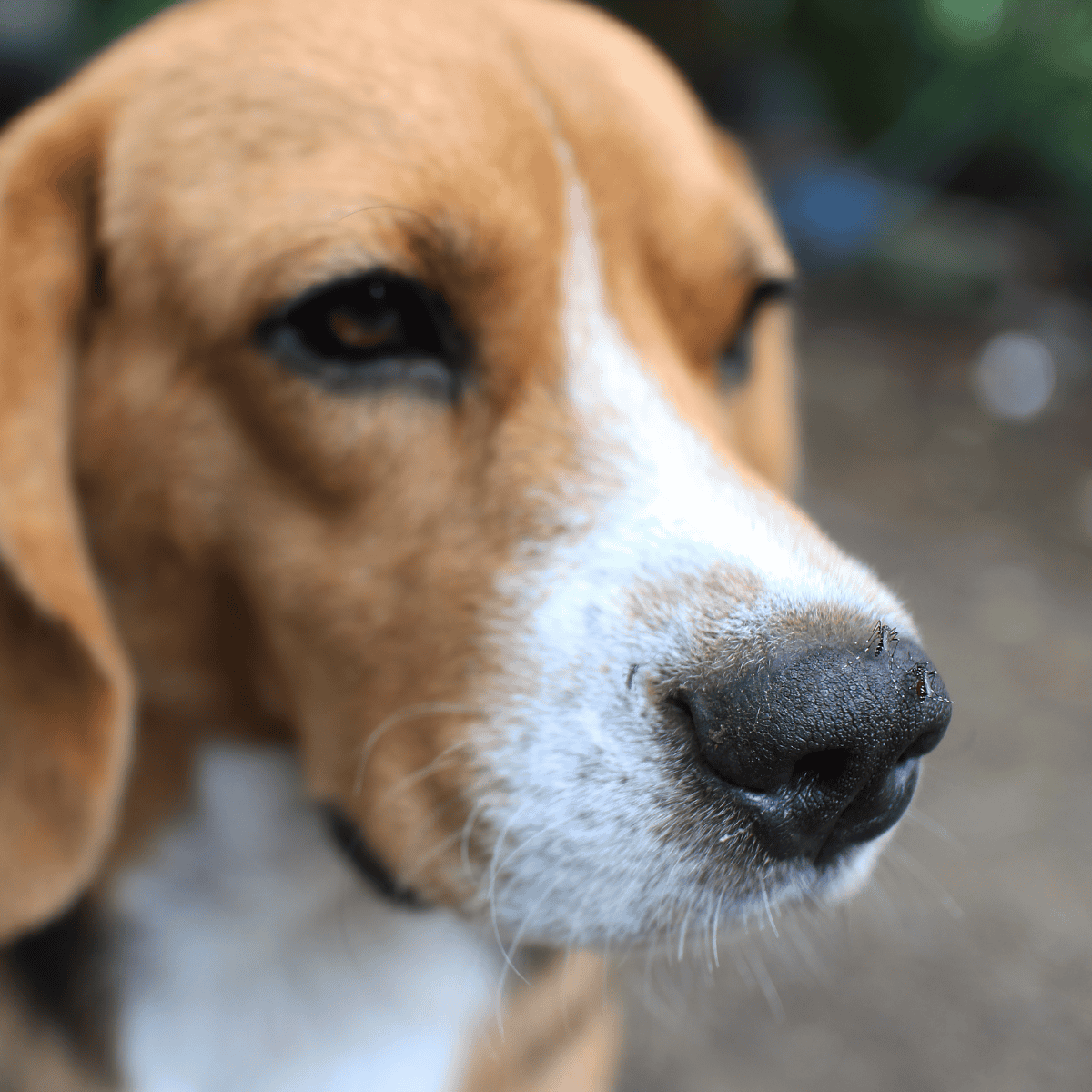 Close-up of a dog's face, showing detailed nose and expressive eyes, highlighting pet care.