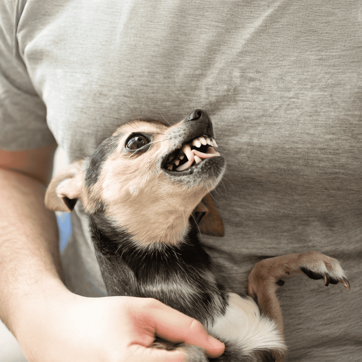Cute small dog with open mouth, playful expression, being held gently.