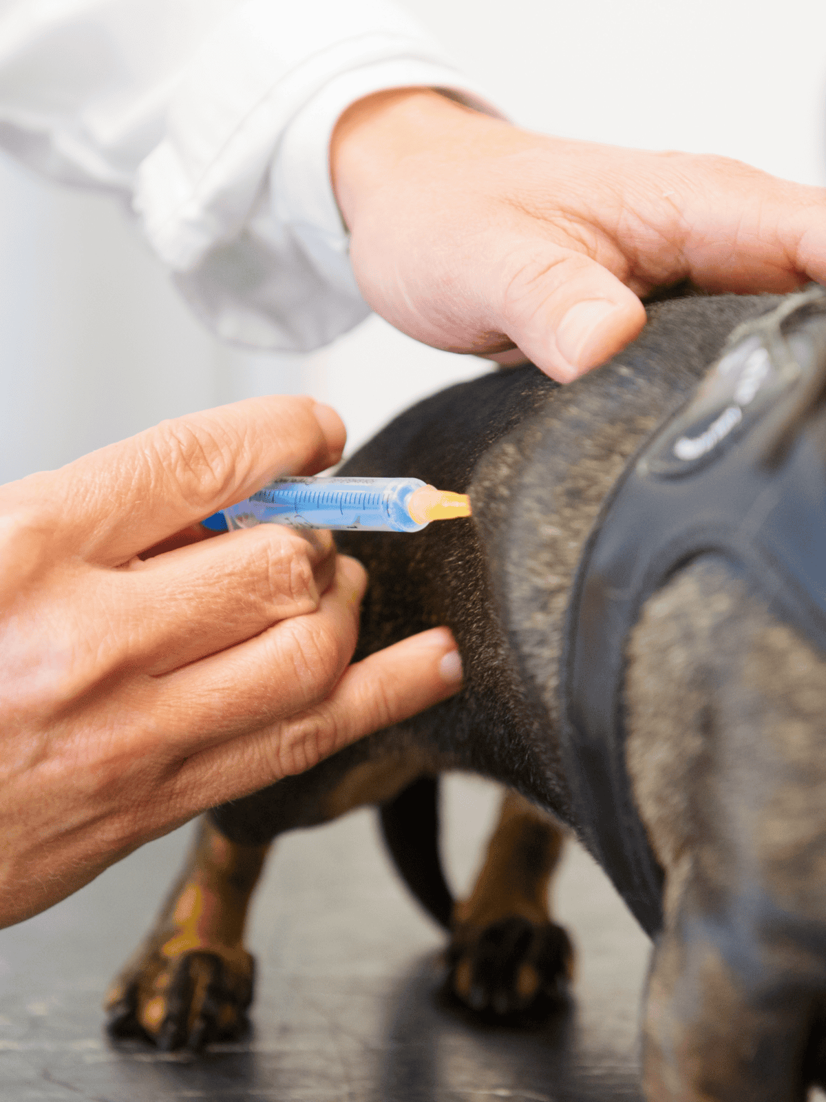 Vet administering a shot to a dog, ensuring proper healthcare and safety for pets.