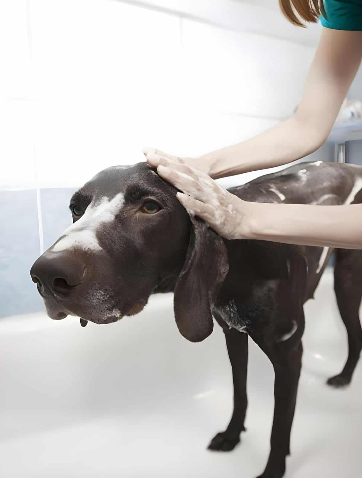 Dog being bathed at professional grooming facility.