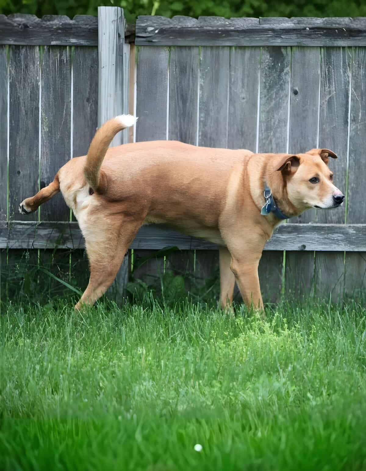 Dog watchs fence in backyard, a friendly dog exploring outdoors.