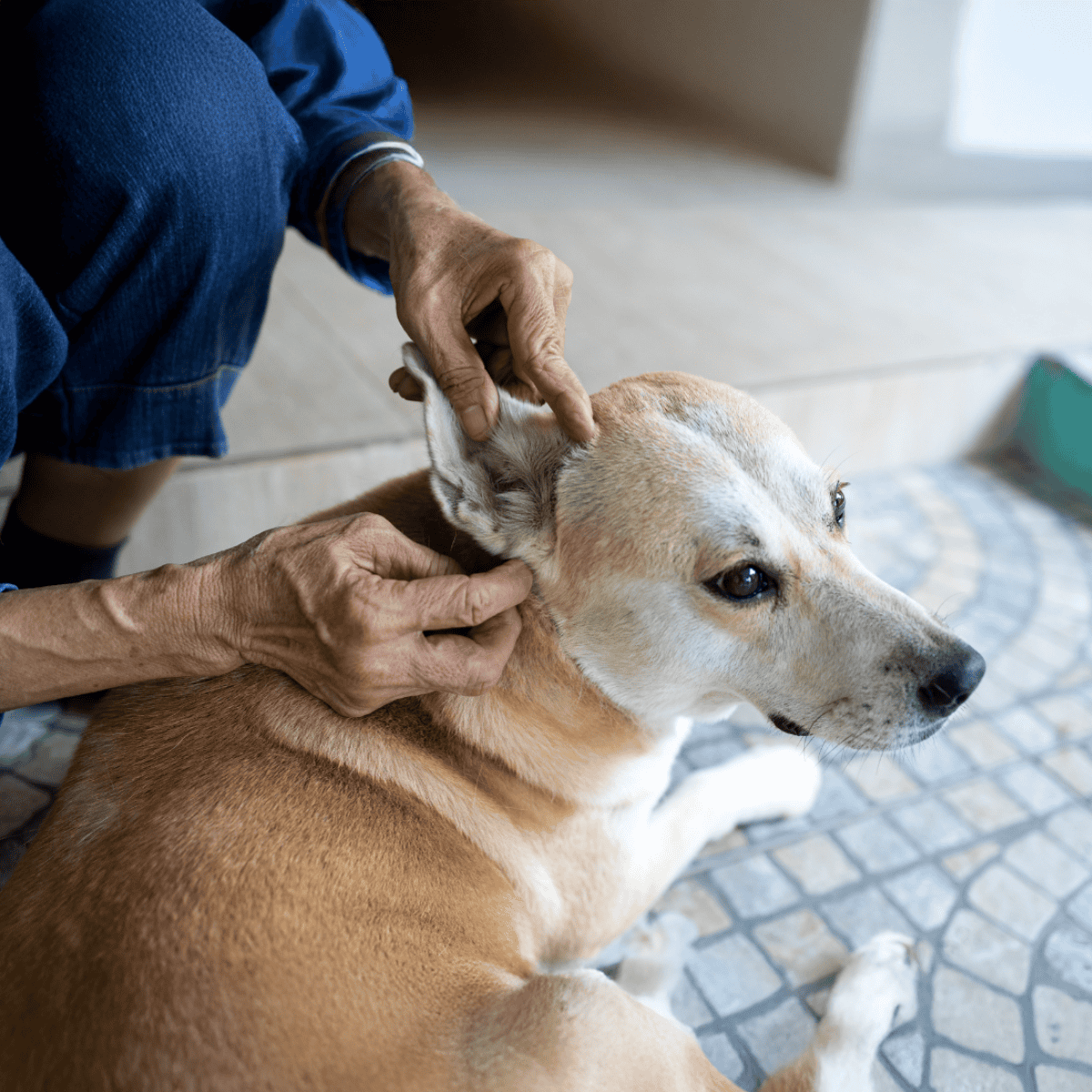 Dogfix.com trusted dog ear cleaning service.